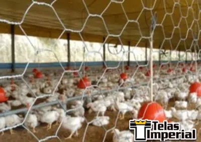 Tela para Galinheiro em Vila Sant Ana | Bragança Paulista SP
