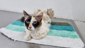 Hospital Veterinário da FESB