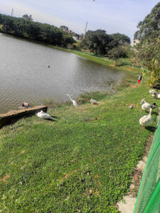 Lago Baratella - Jardim São Miguel